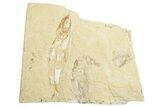 Cretaceous Fossil Fish With Shrimp - Lebanon #249583-1